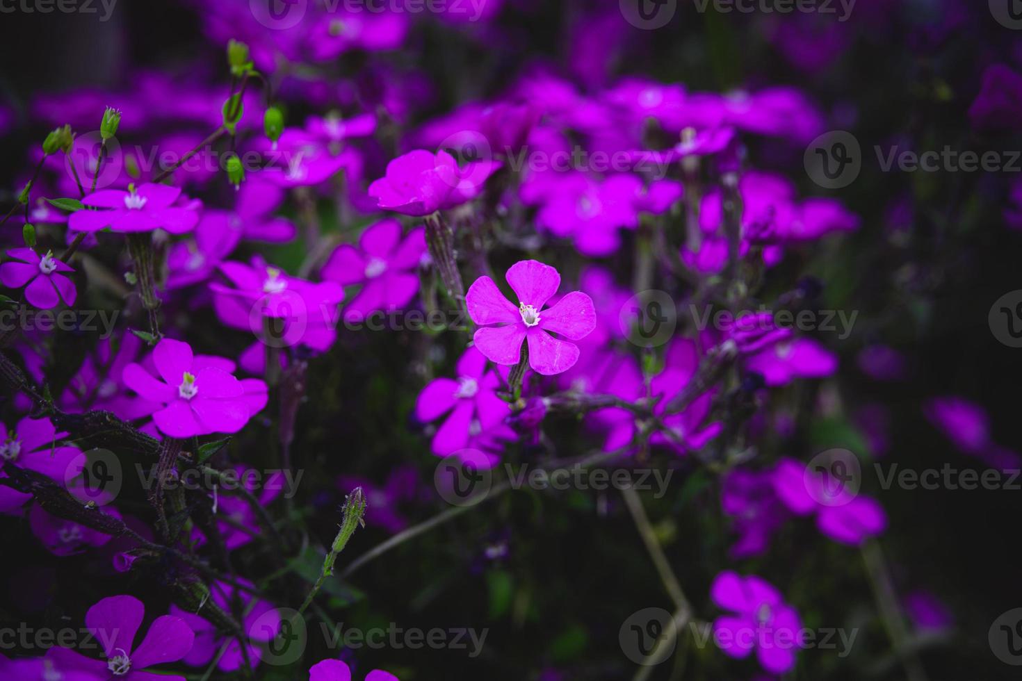 primavera delicato viola fiore tra verde le foglie avvicinamento formatura il sfondo foto