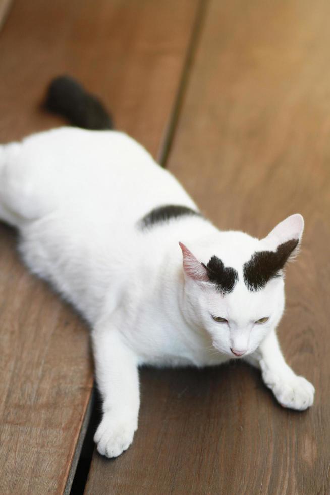 bianca gatto seduta e godere su legna terrazza foto