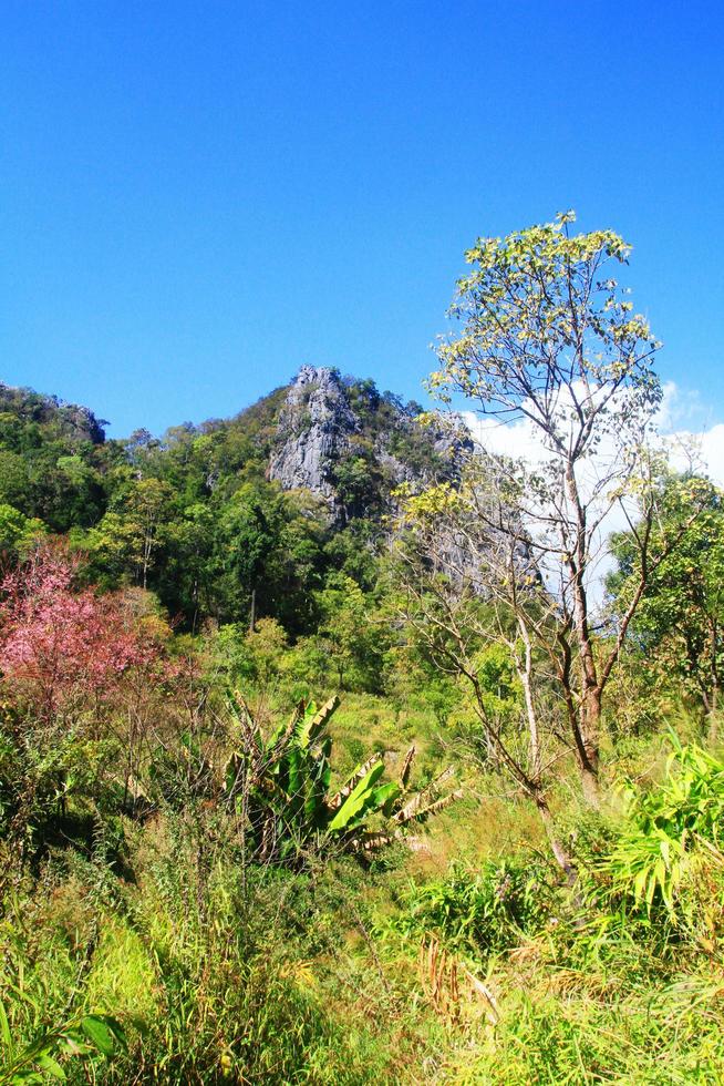 verde foresta e giungla con blu cielo su montagna. foto