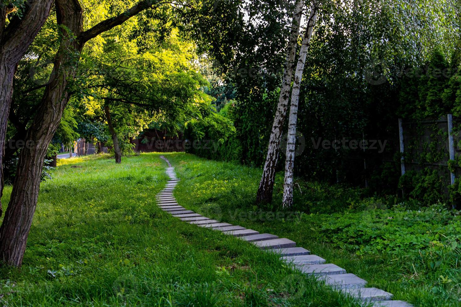 estate paesaggio pietra sentiero tra verde impianti e betulle foto