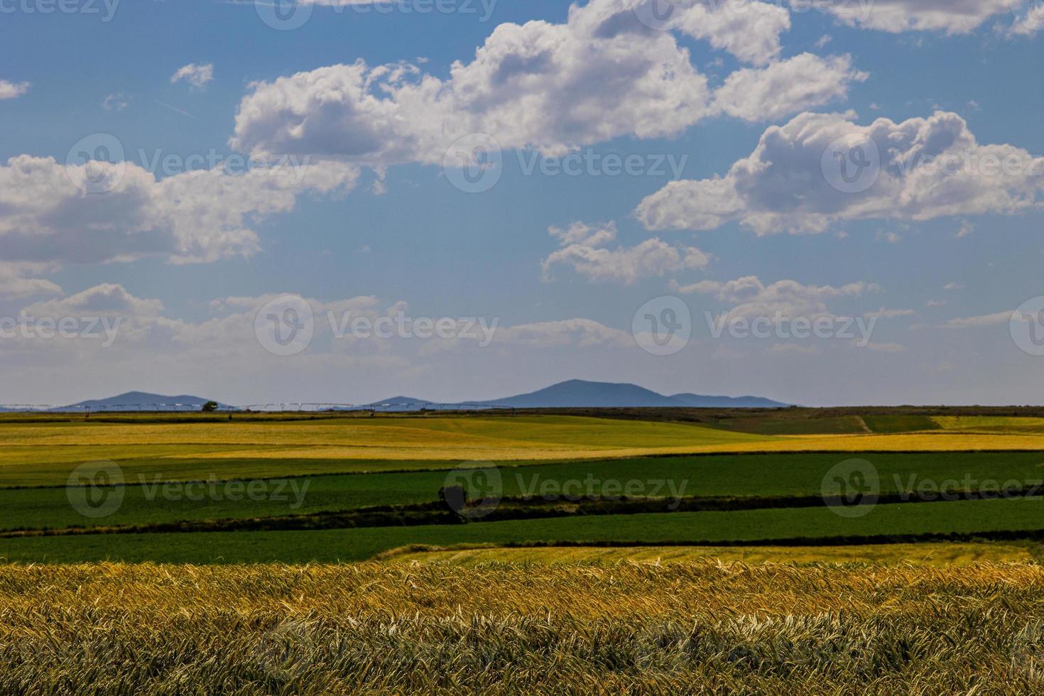 bellissimo naturale agricolo sfondo Grano nel il campo caldo estate prima raccogliere foto