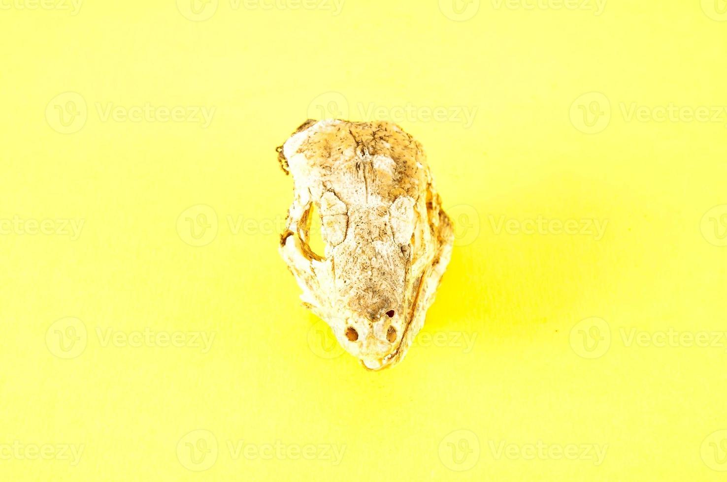 un animale cranio foto