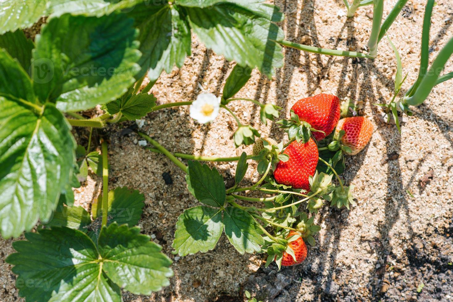 dolce biologico fragole maturare nel il giardino foto