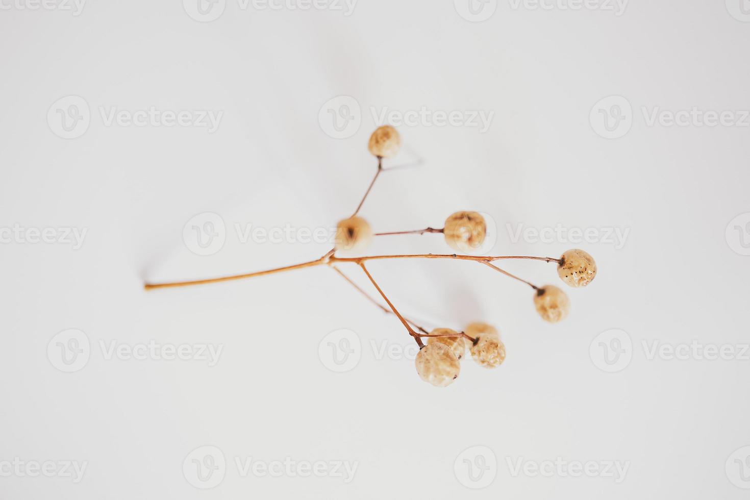 originale esotico autunno albero semi su un' leggero sfondo foto