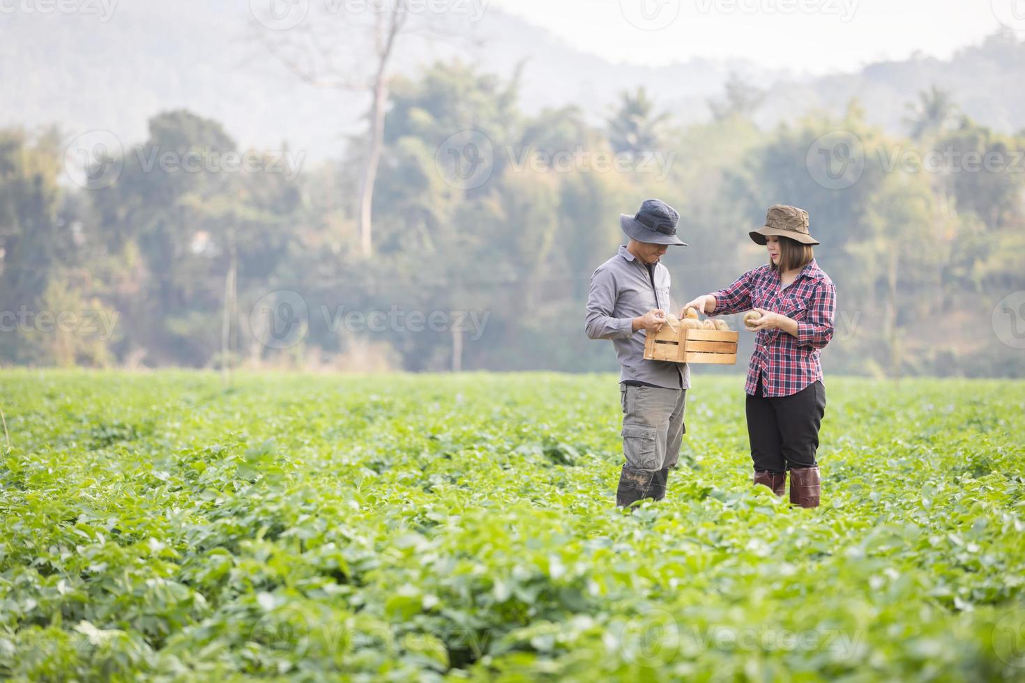 agricoltori Aiuto raccogliere patate.biologiche patate.agricoltura e allevamento.fresco biologico patate nel di legno cesti. rurale bioagricoltura e eco-agricoltura giardini. foto