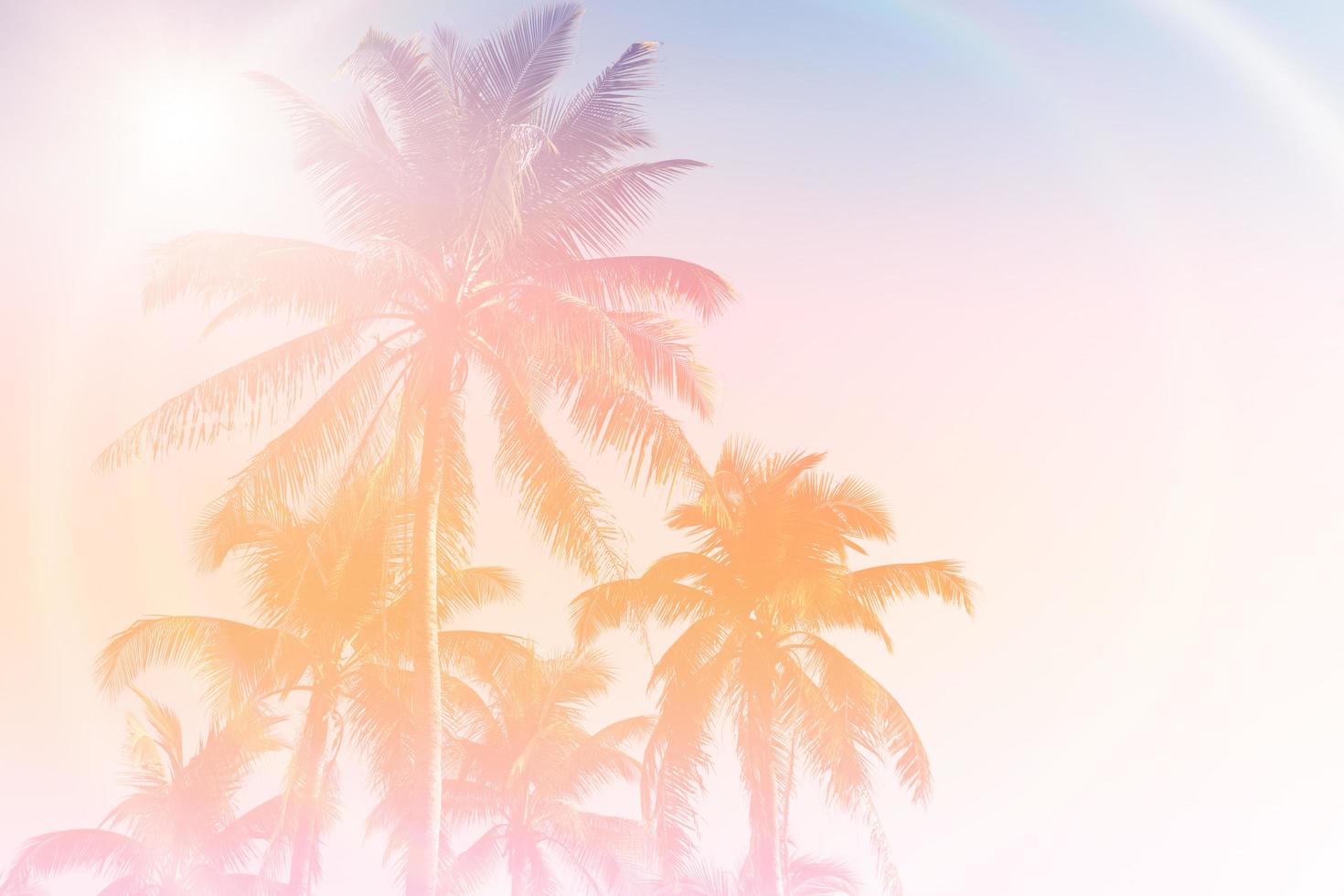 palme da cocco tropicali sul chiarore del cielo al tramonto e sul fondo della natura del bokeh foto