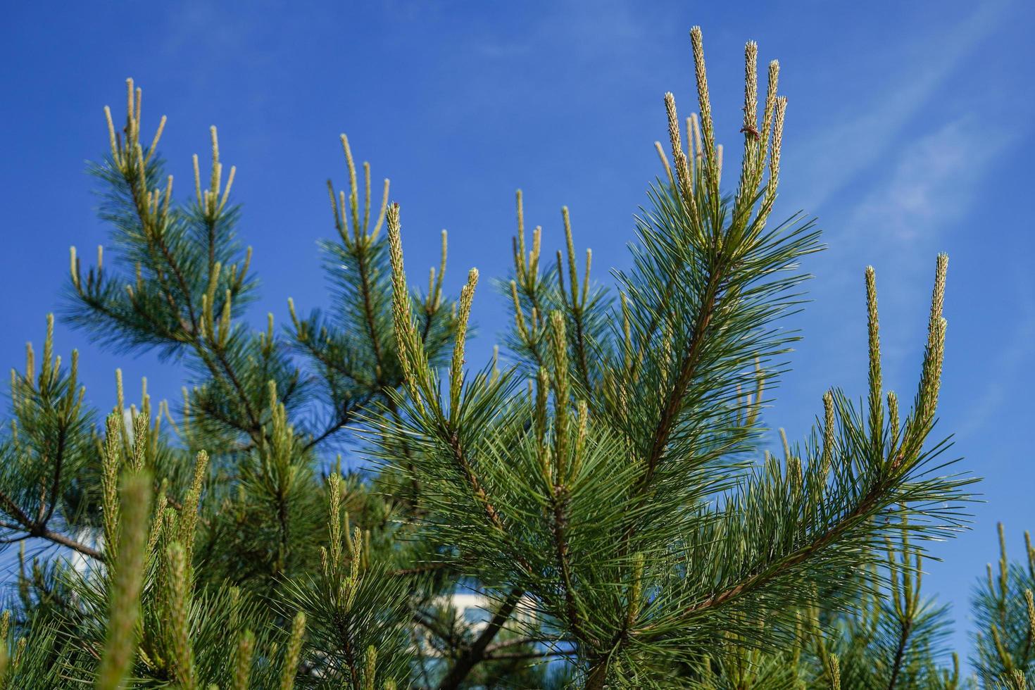 rami di un albero di pino contro un cielo blu chiaro foto