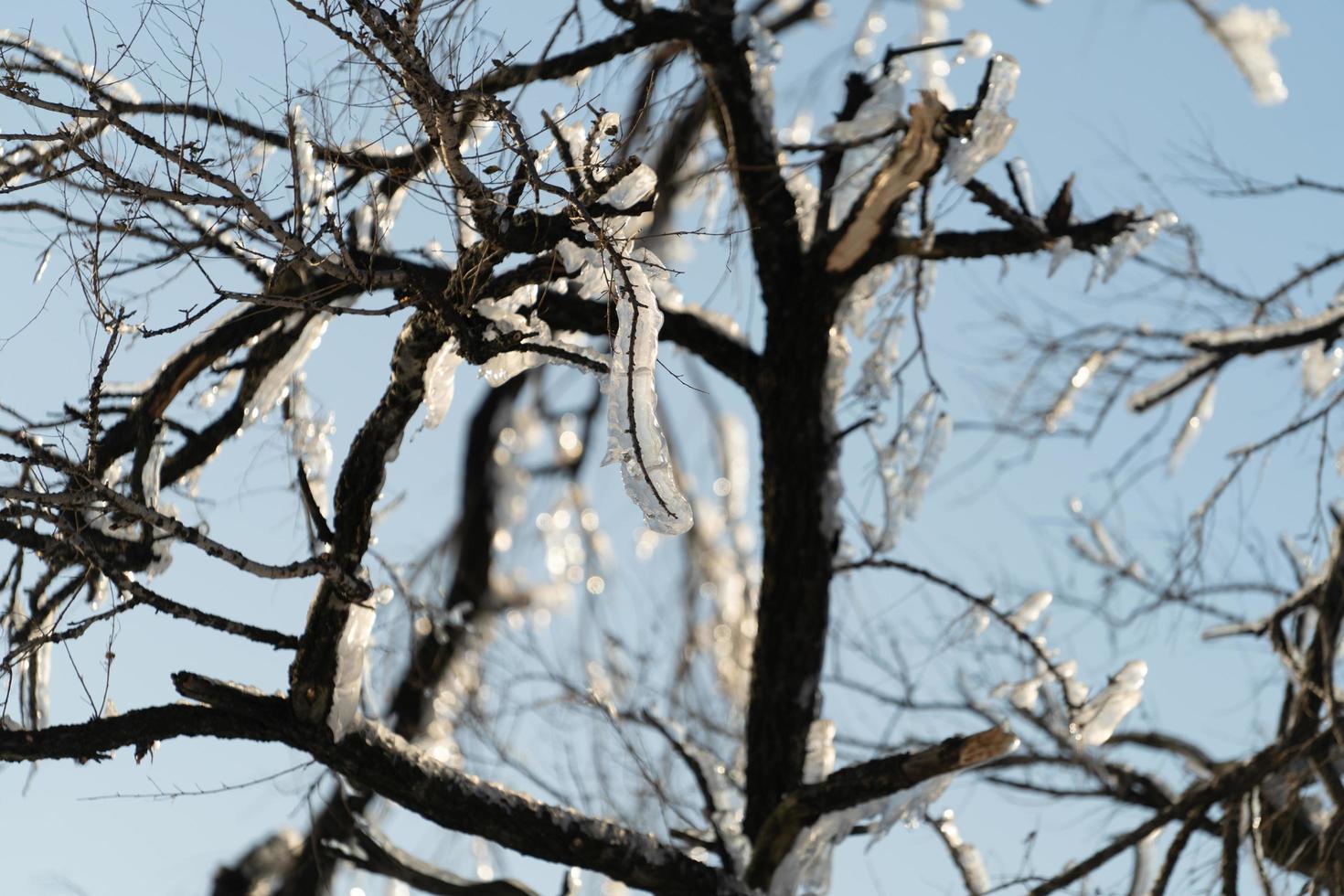 primo piano di ghiaccioli sui rami degli alberi spogli foto