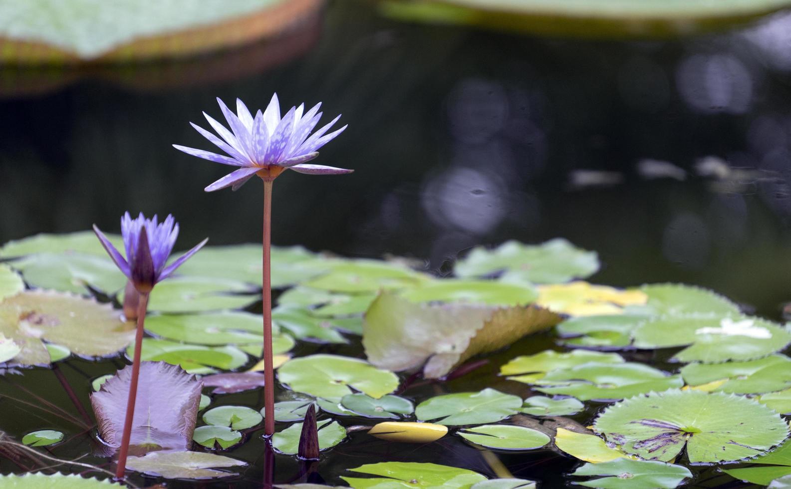 fiori di ninfea sulla superficie di uno stagno o di un lago foto