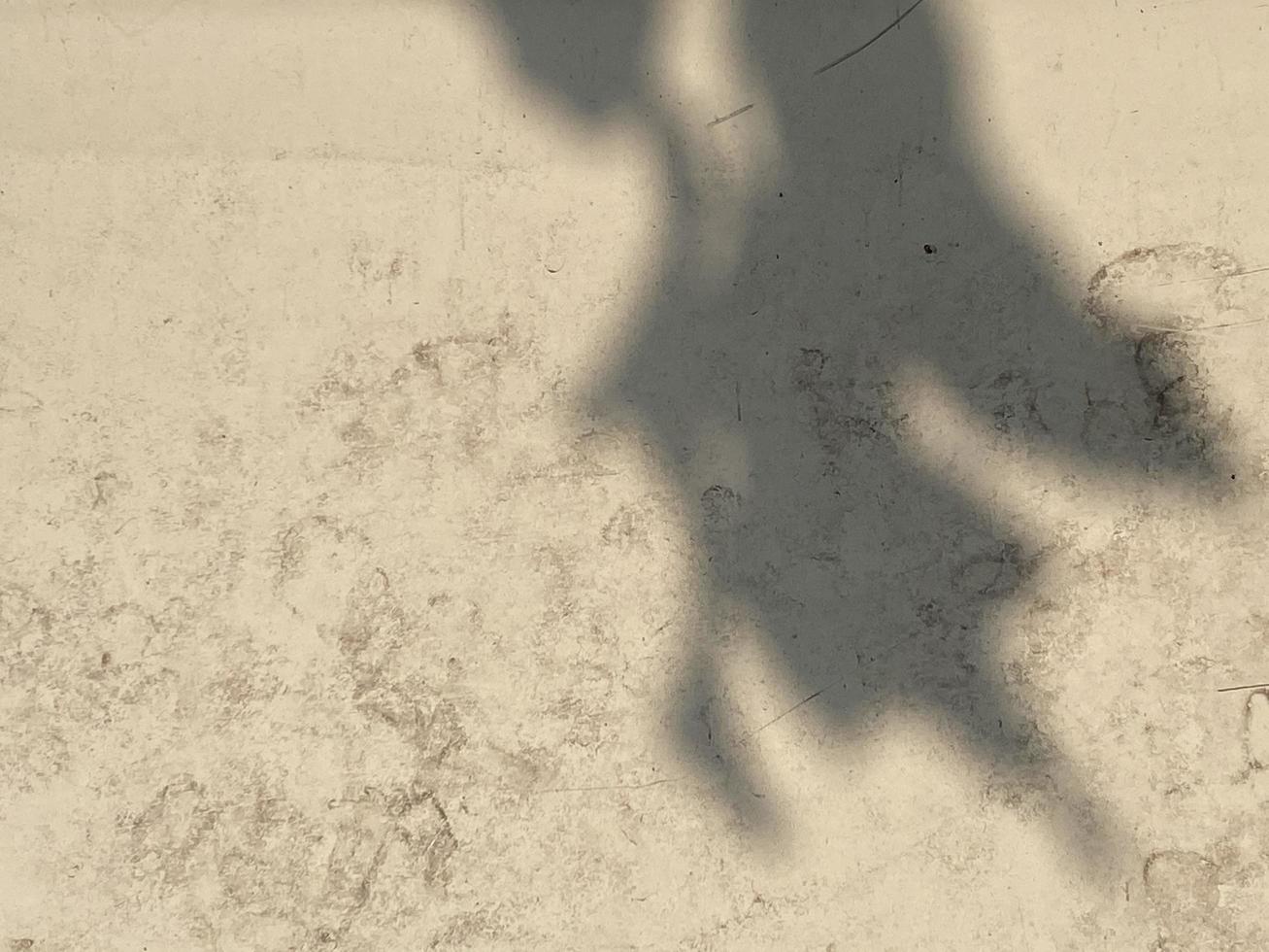 le foglie ombra sfondo su calcestruzzo parete struttura, le foglie albero rami ombra foto