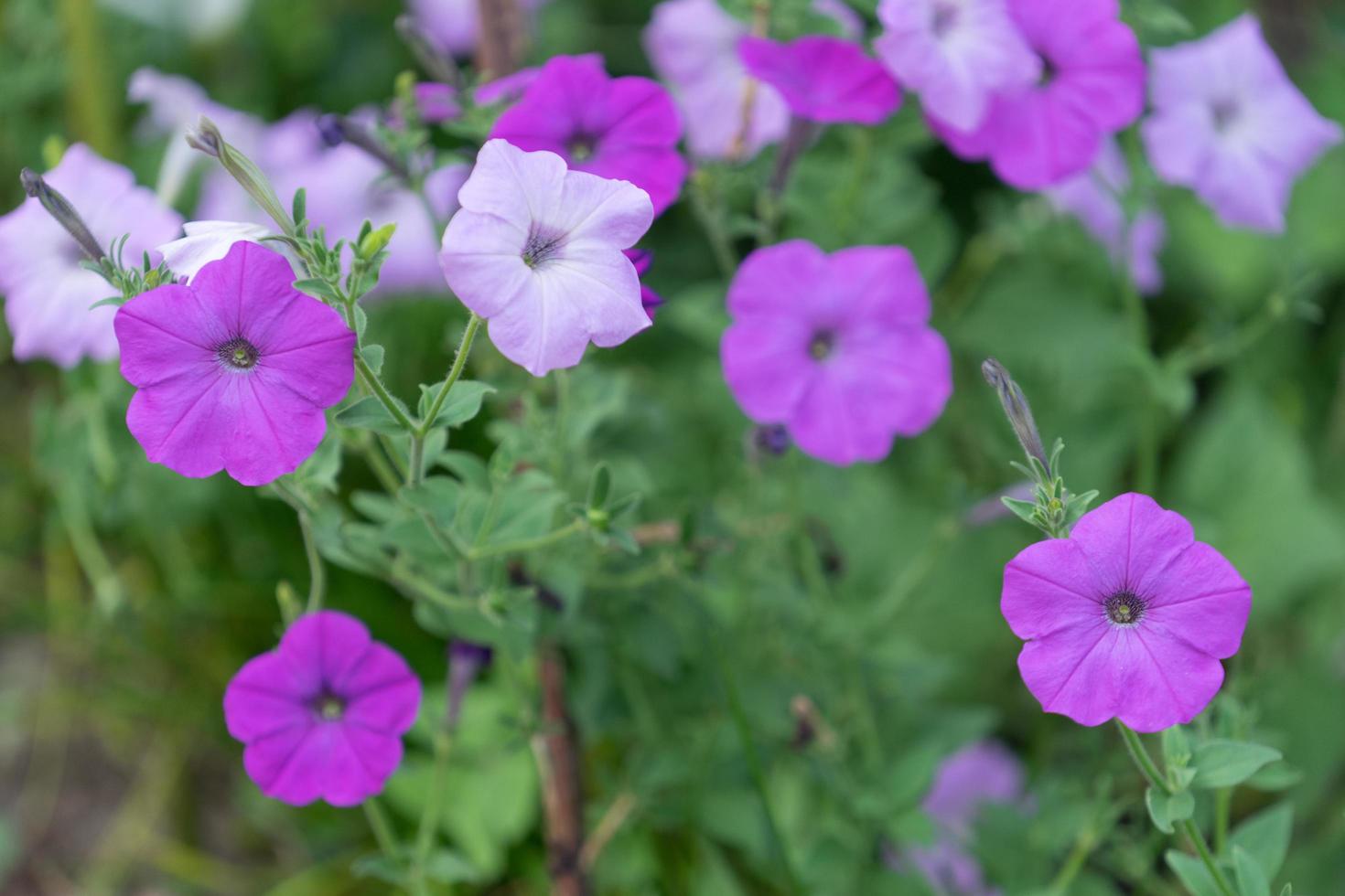 petunie viola in un giardino foto