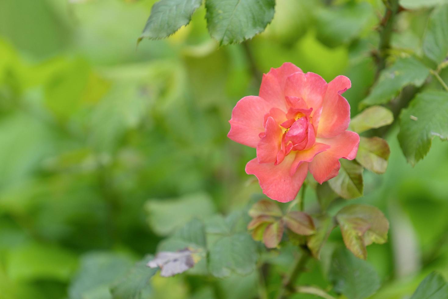 primo piano di una rosa arancione con uno sfondo verde sfocato foto