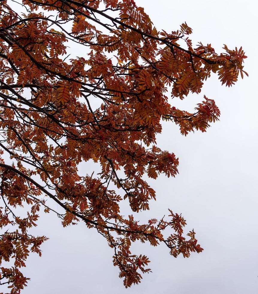 foglie rosse su un albero contro un cielo nuvoloso foto