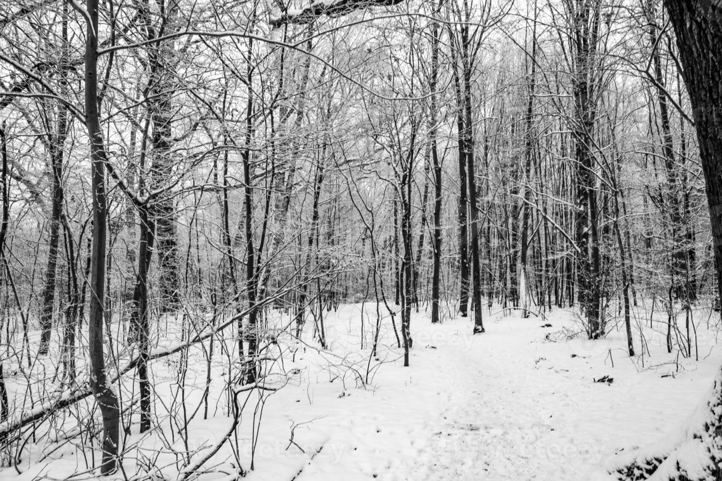 triste inverno bianco nero paesaggio con alberi nel il neve nel gennaio foto