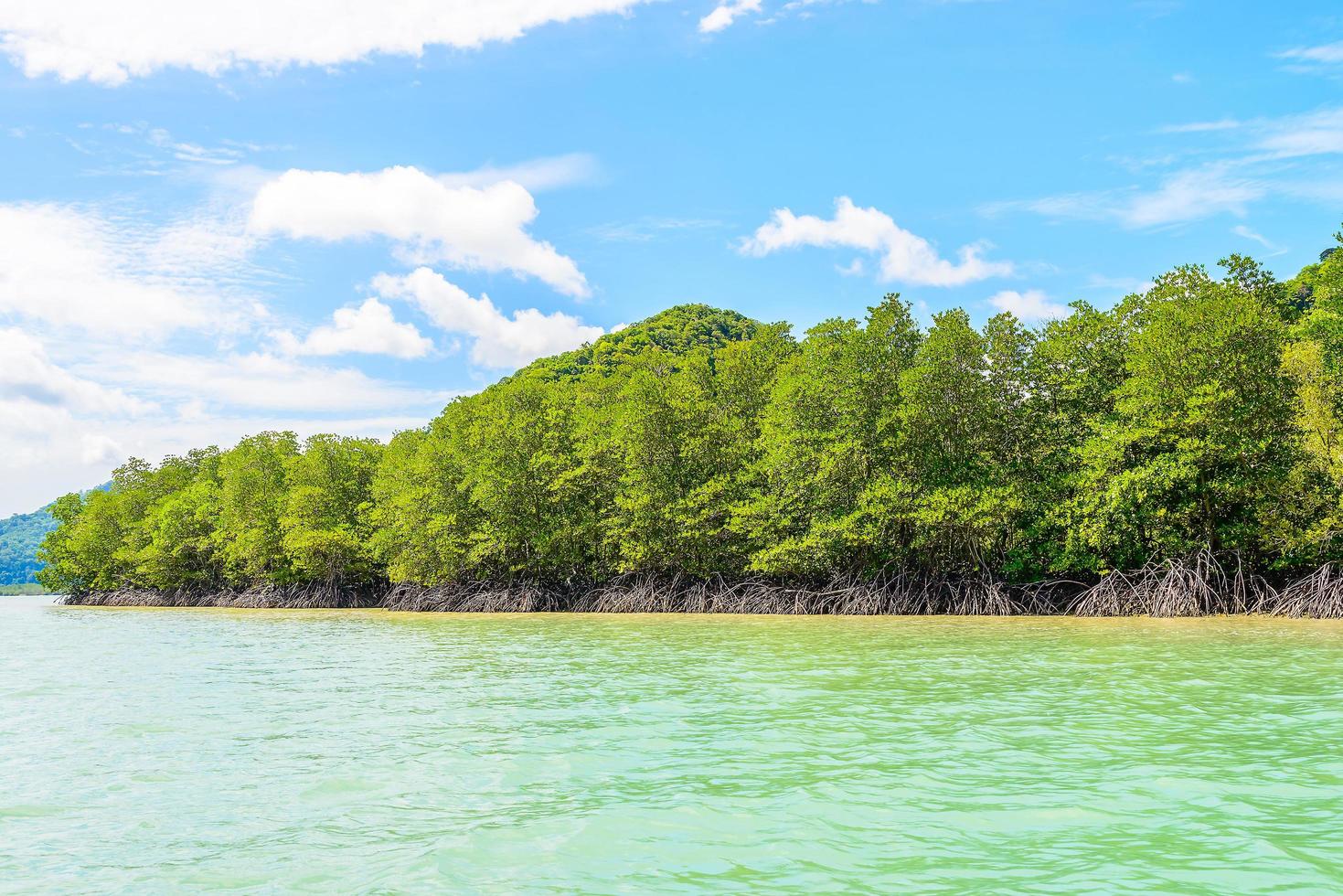 bella foresta tropicale di mangrovie in thailandia foto