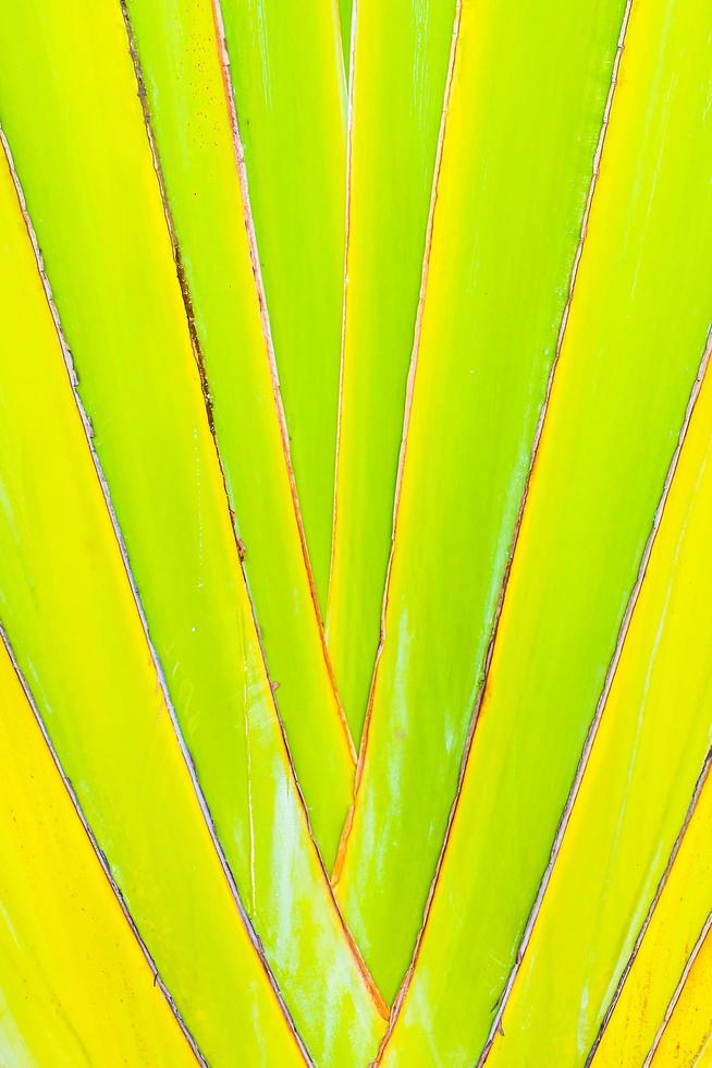 belle trame di foglia di banana verde per lo sfondo foto