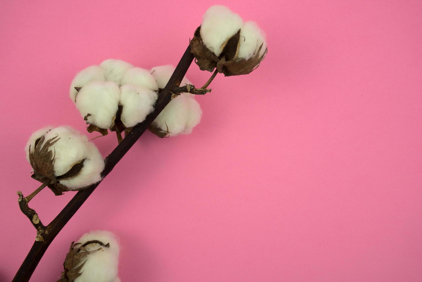 ramo di cotone su uno sfondo rosa foto
