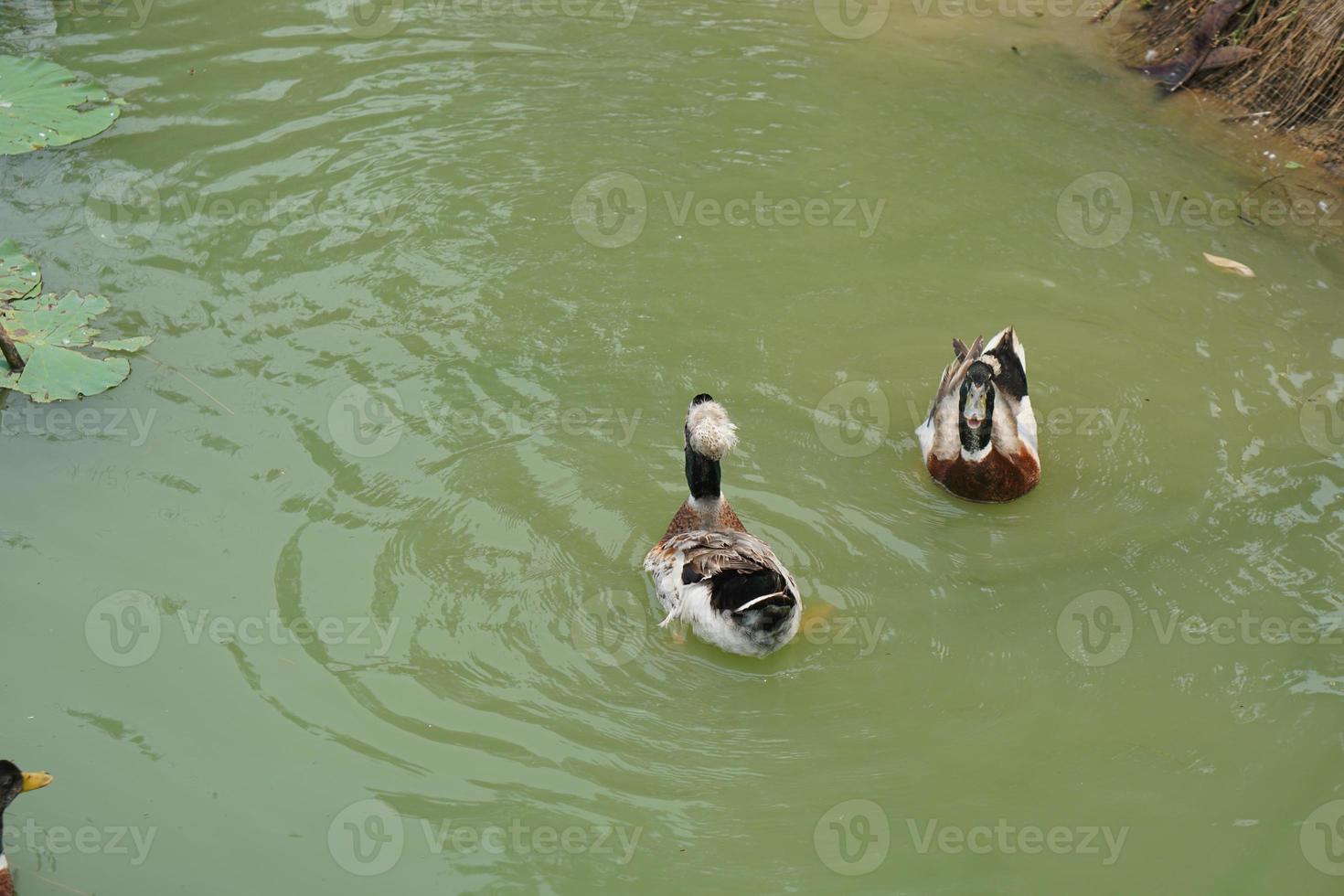 anatre galleggiante su il acqua superficie nel il giardino. foto