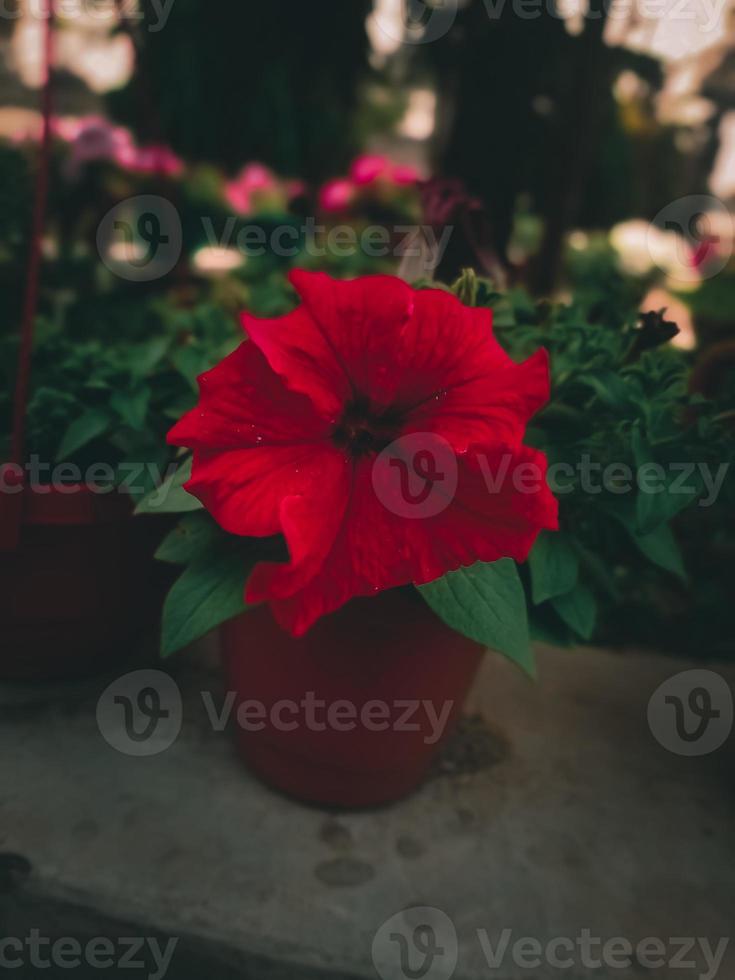 bellissimo Cinese ibisco fiore nel fioritura macro Immagine con vivace colori foto