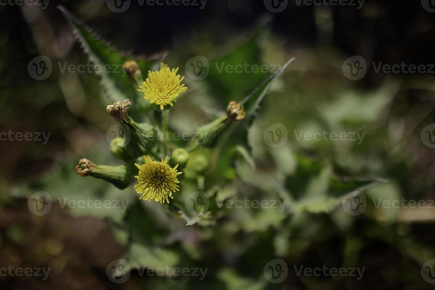 vicino su di selvaggio fiori nel il erba foto