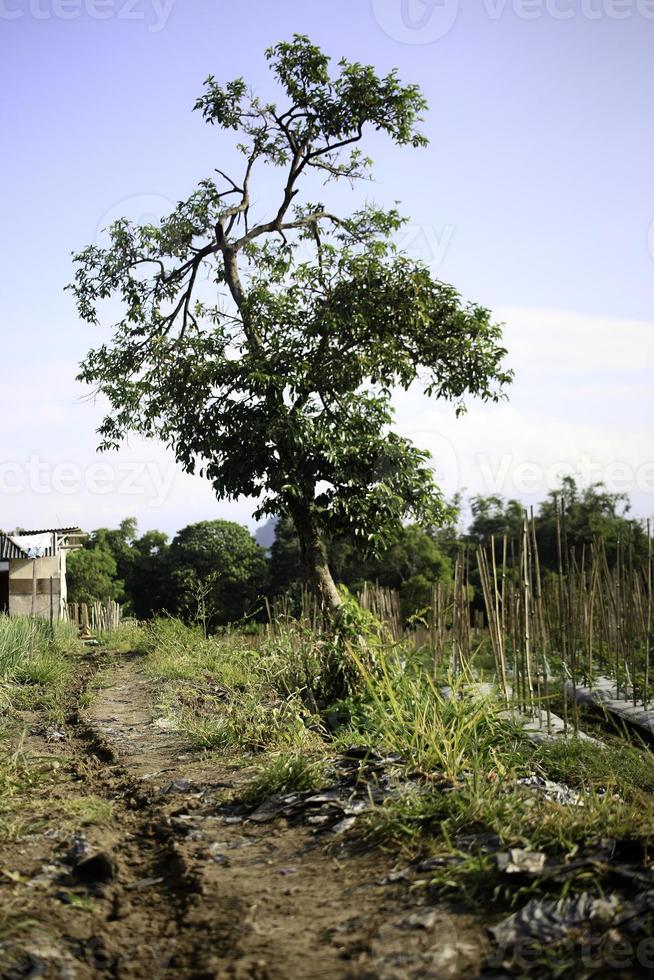 albero nel il mezzo di il giardino con montagne nel il sfondo nel il mattina. alberi accanto il sentiero principale per il giardino con il montagne nel il mattina nel il sfondo. foto