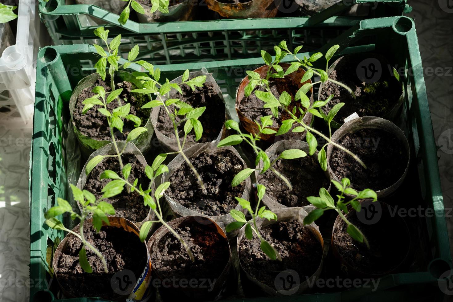 piantine con pomodori a casa, su il tavolo, casa piantine su il tavolo. preparazione per il estate stagione nel il giardino foto