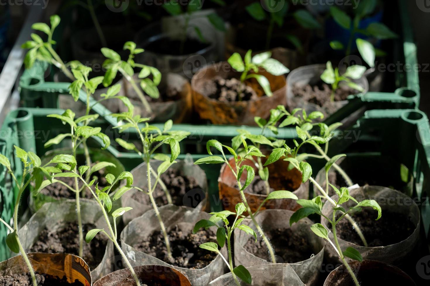 piantine con pomodori a casa, su il tavolo, casa piantine su il tavolo. preparazione per il estate stagione nel il giardino foto