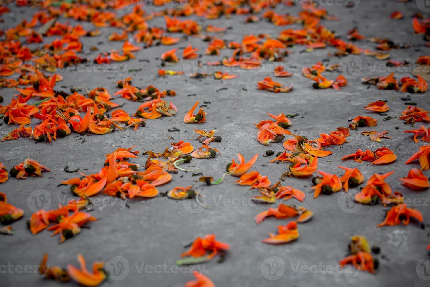 il petali di il rossastro arancia Butea monosperma fiore siamo diffusione su il terra a partire dal il alberi. foto