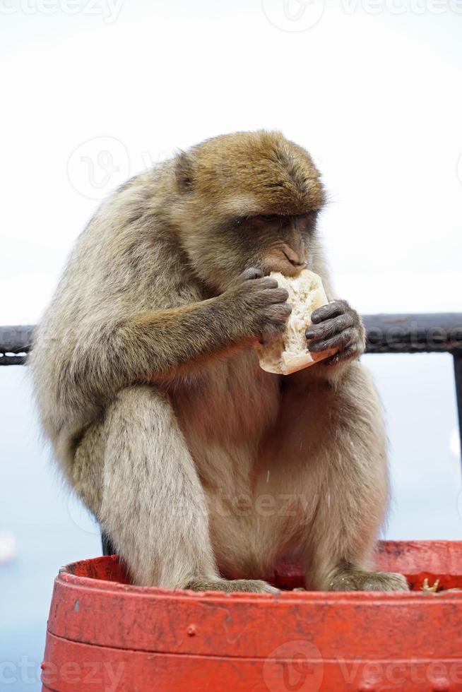 singolo Barberia macaco scimmia seduta su un' barile e mangiare un' rotolo foto