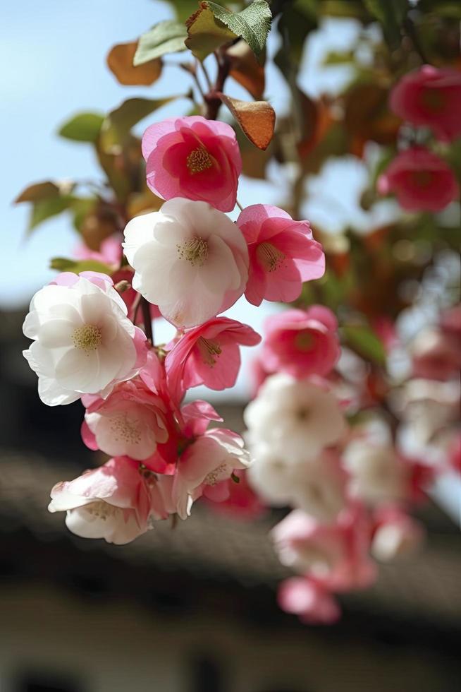 molla, super vero molti rosa e bianca seta crabapple fiori sospeso su il ripiano, rosa e bianca petali, blu cielo, generat ai foto