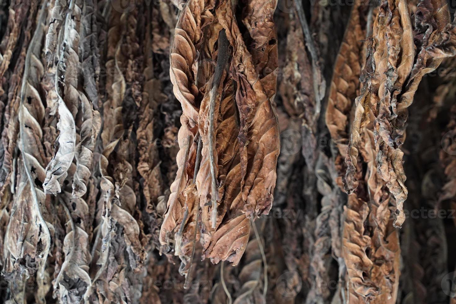 tabacco le foglie appendere a partire dal il soffitto di un' fienile per asciutto foto