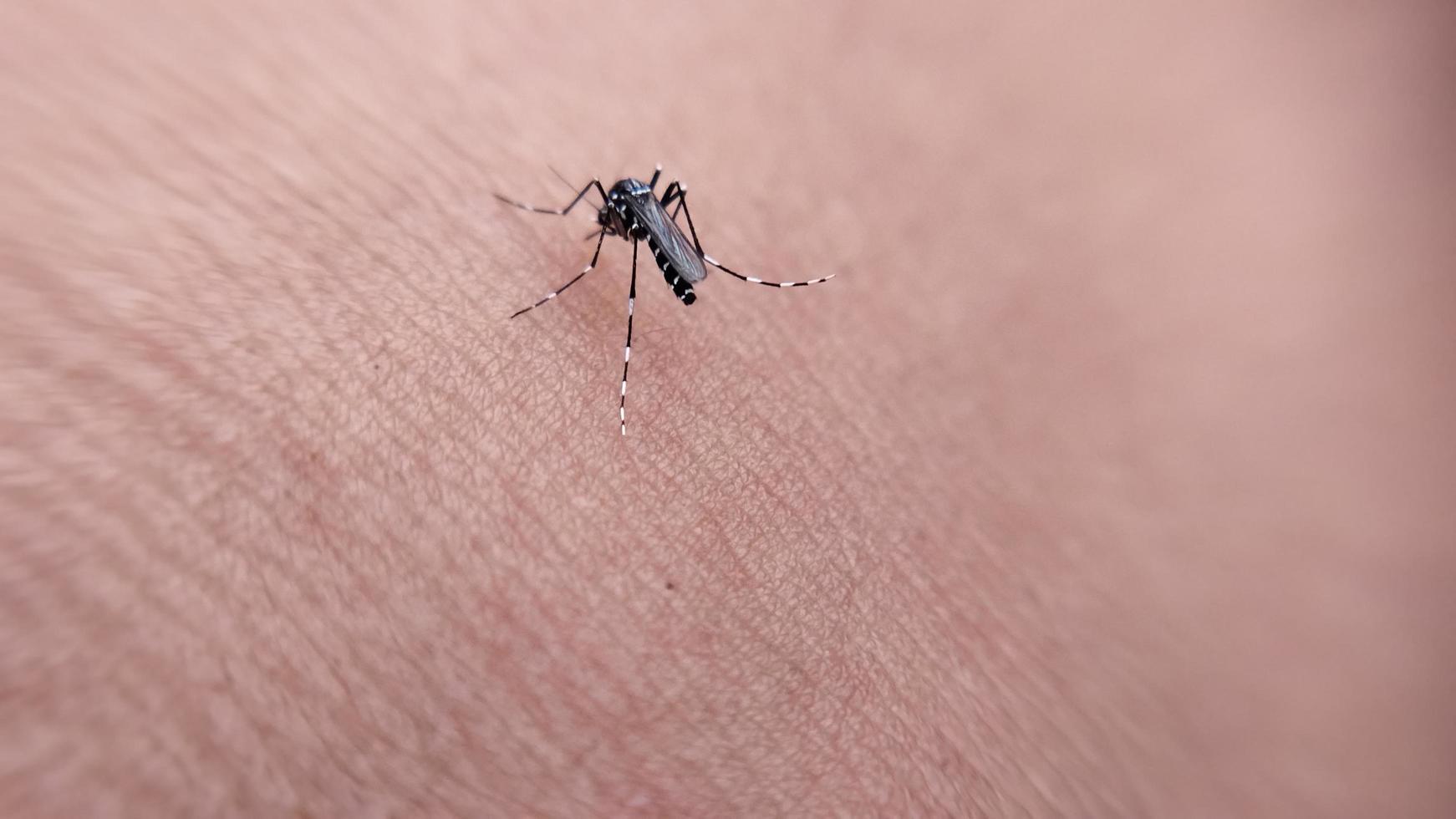 pericoloso malaria infetto di zanzara mordere. leishmaniosi, encefalite, febbre, dengue, malaria, zanzare, parassiti, macro insetti. foto
