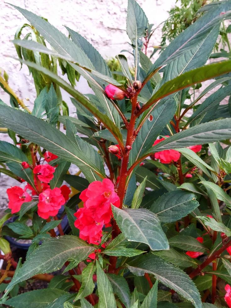 sfocato astratto sfondo di bellissimo rosso fiori nel luce del sole. foto