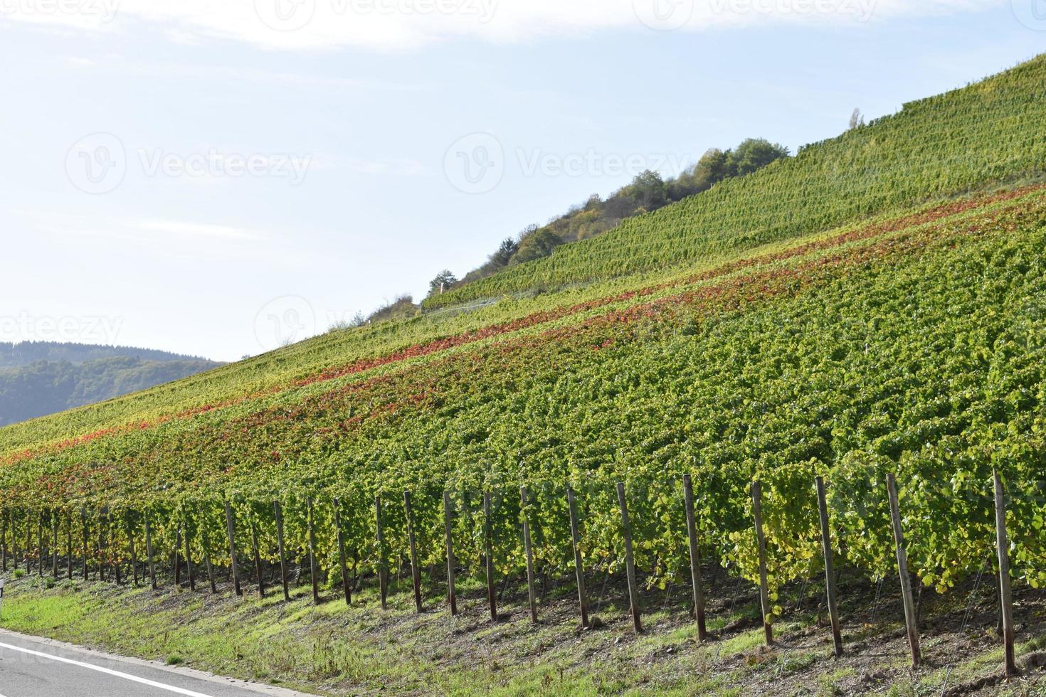 presto autunno vigneto collina foto