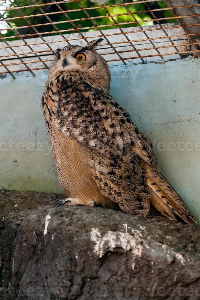 bellissimo gufo vicino su foto