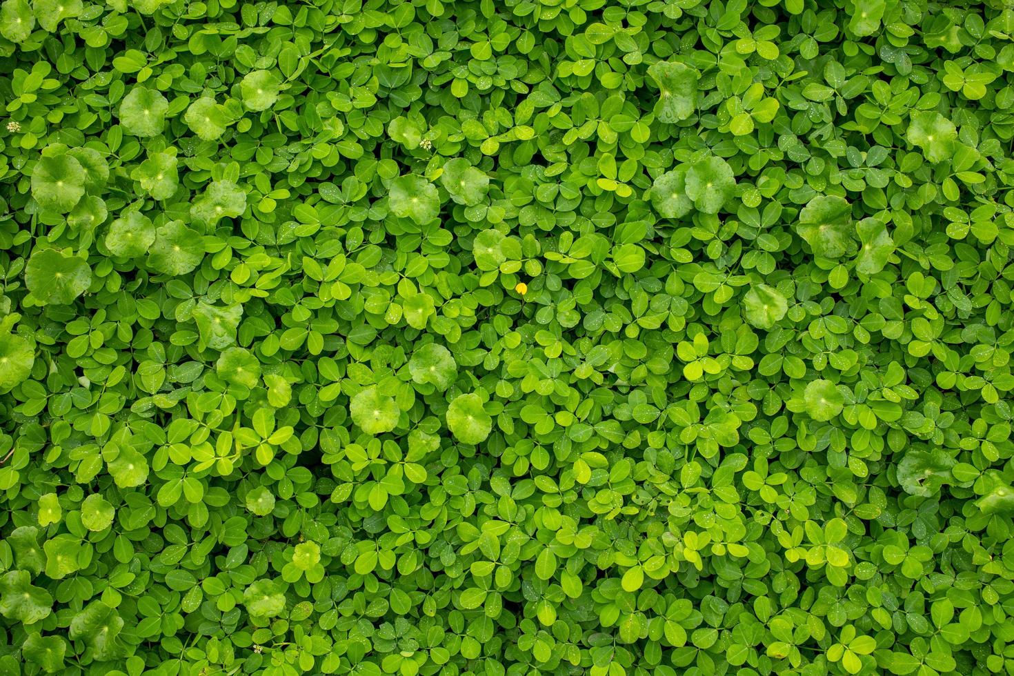verde loto foglia nel il piovoso stagione foto