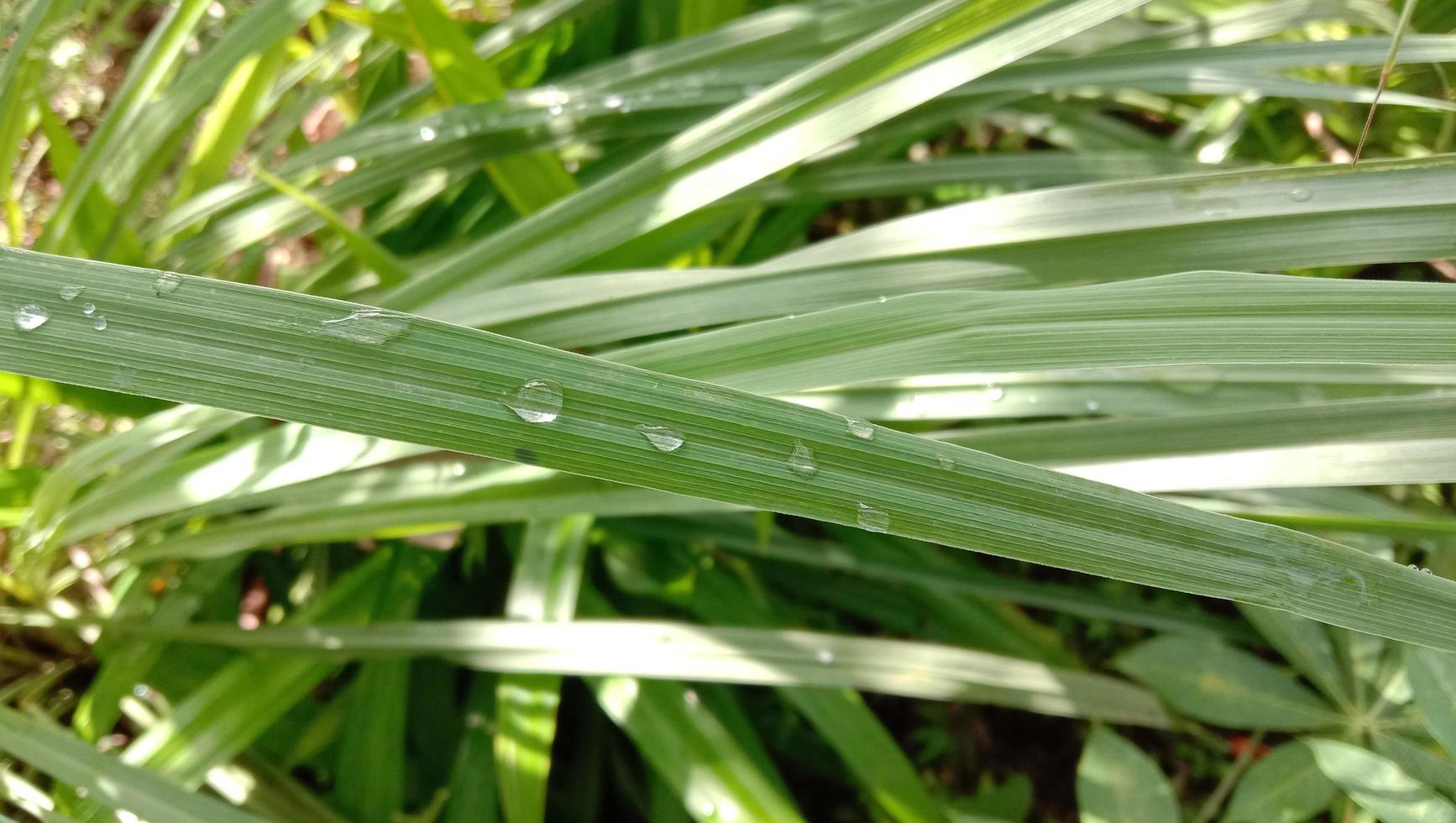 citronella pianta cymbopogon citrato serai. sere foto