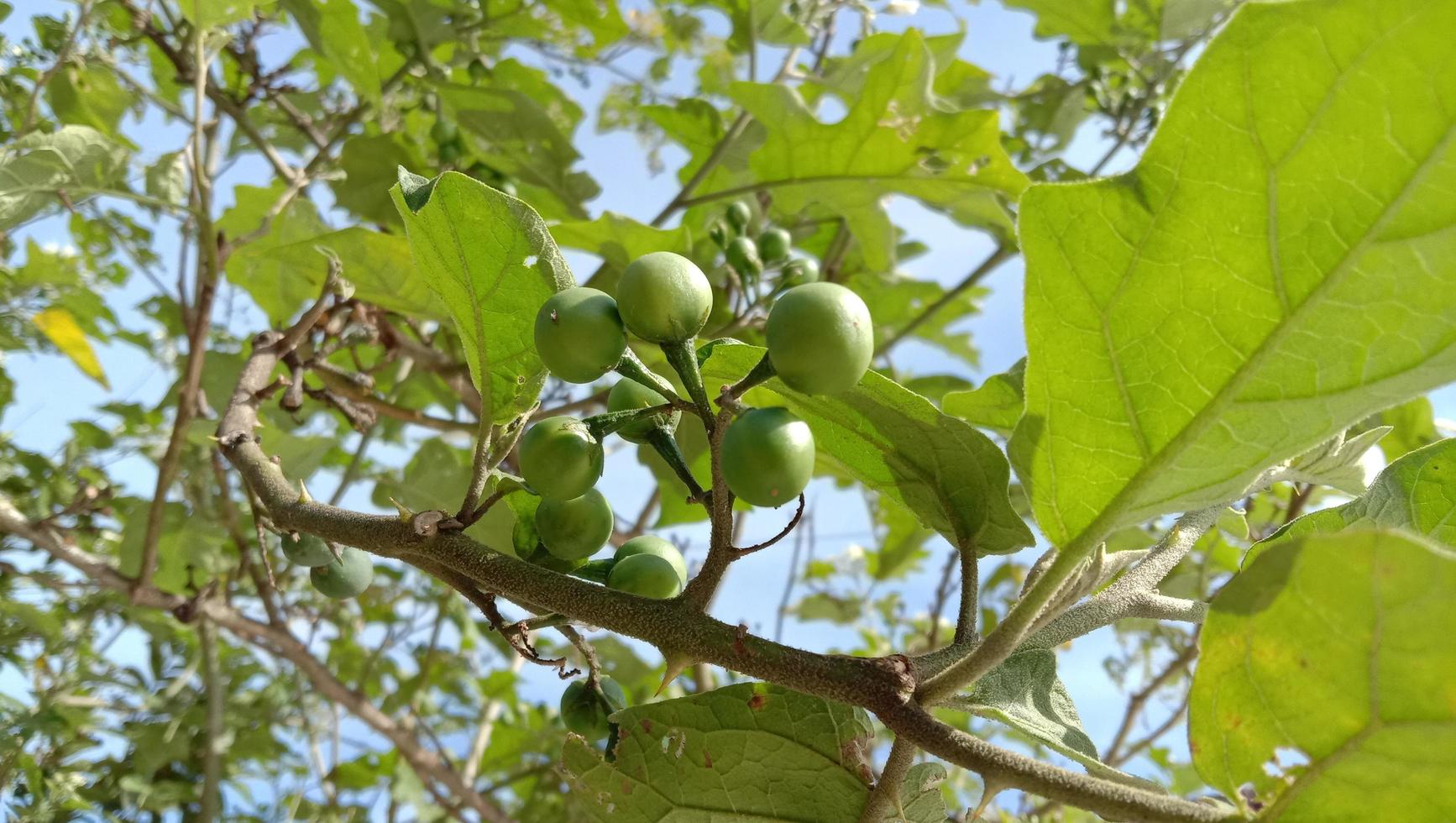 takokak frutta Solanum torvum sw foto