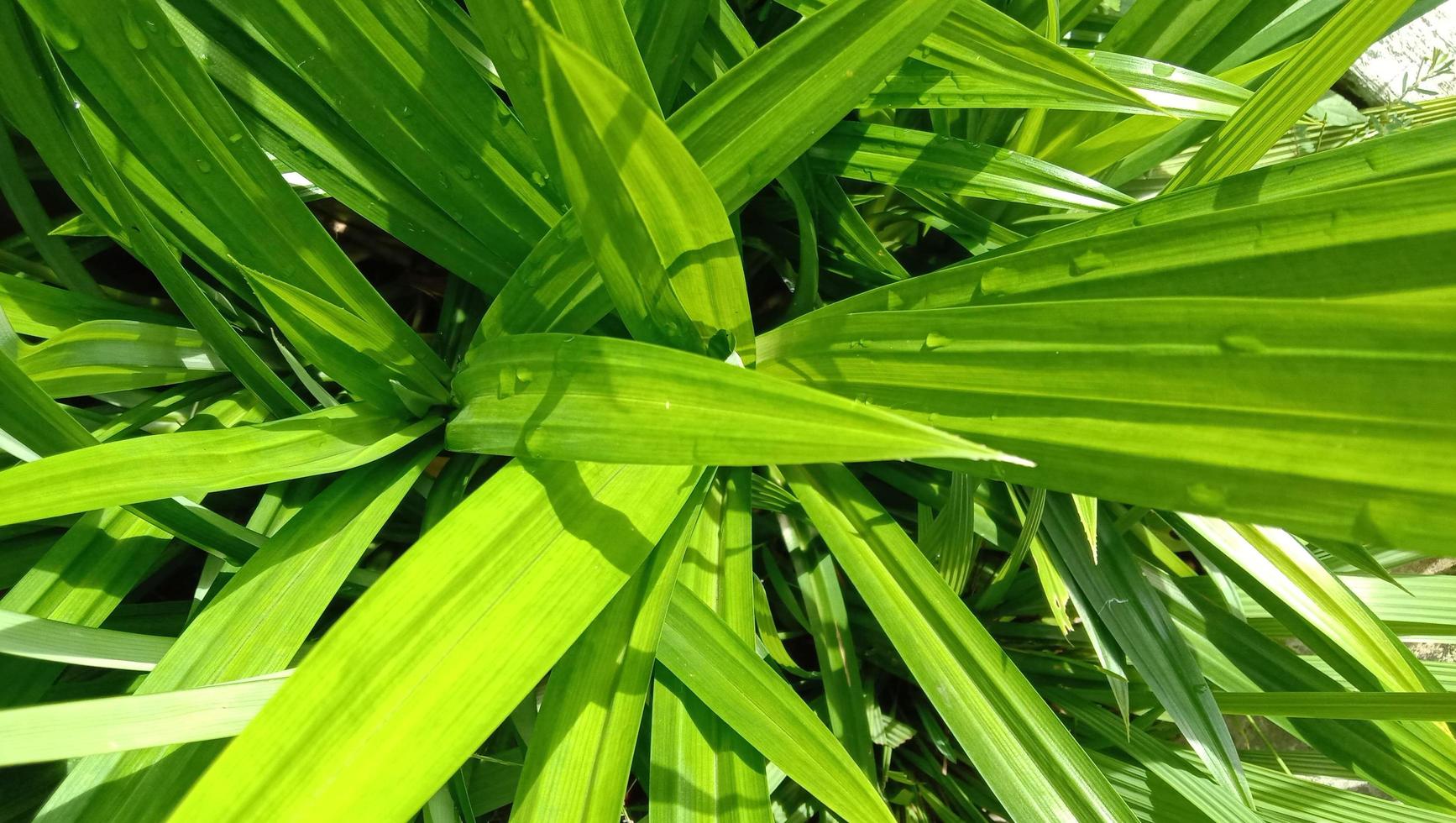 fragrante pandan le foglie. Pandanus amarillifolio. daun pandan wangi foto