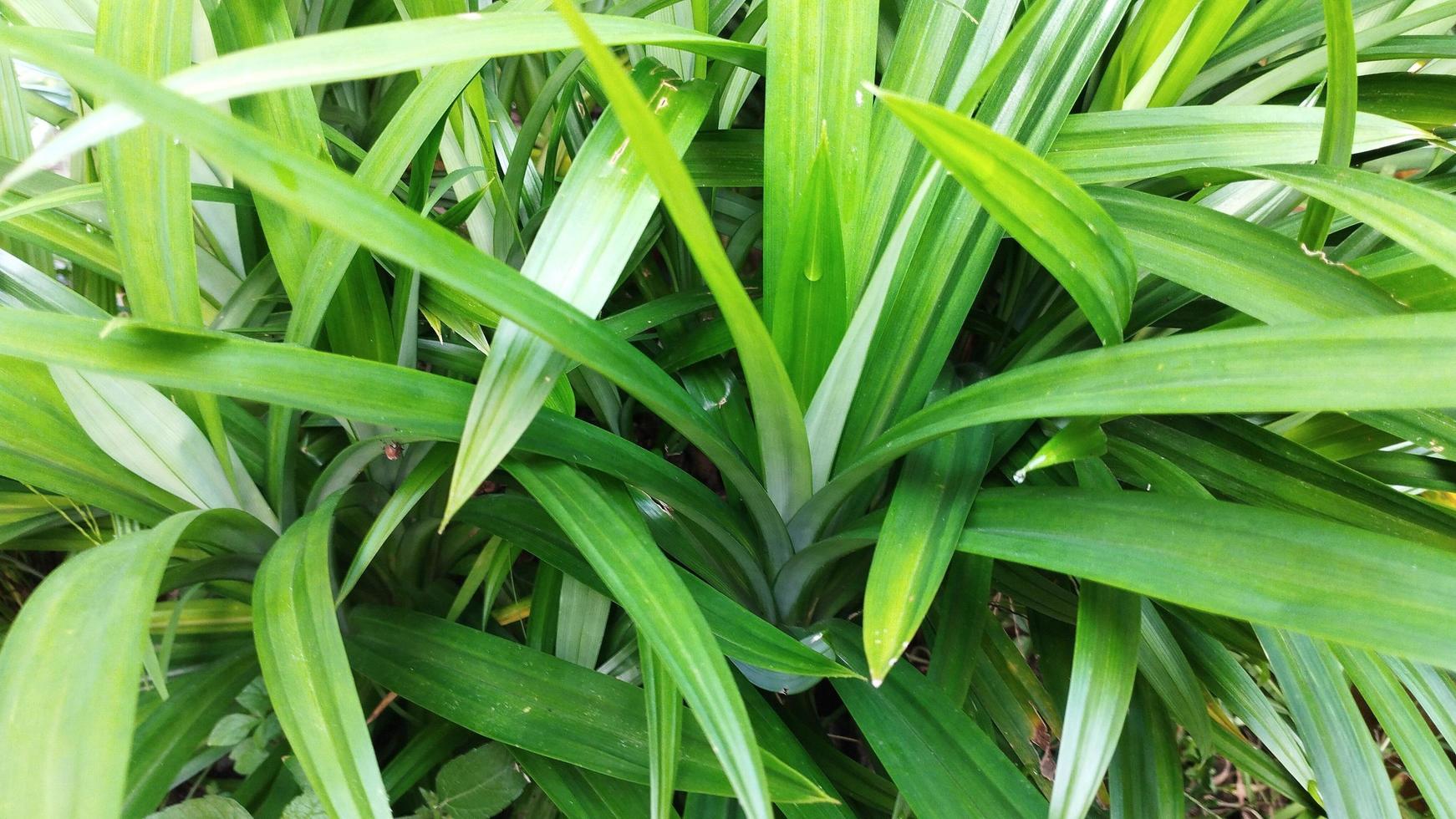 fragrante pandan le foglie. Pandanus amarillifolio. daun pandan wangi foto