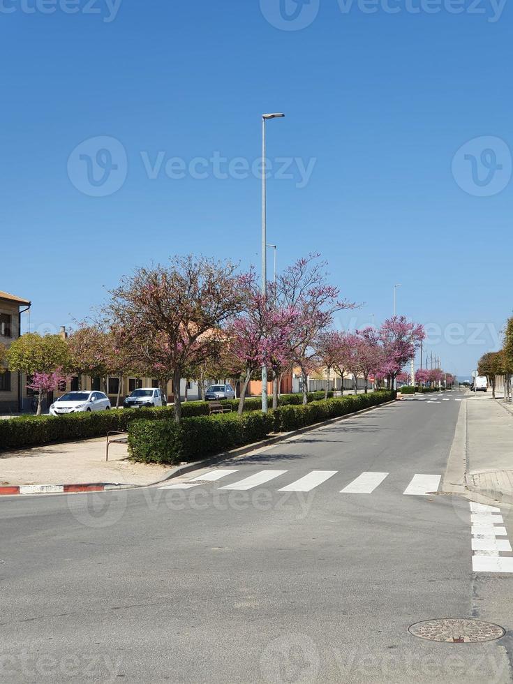 primavera strada con fioritura alberi nel un' piccolo spagnolo cittadina su un' soleggiato giorno foto