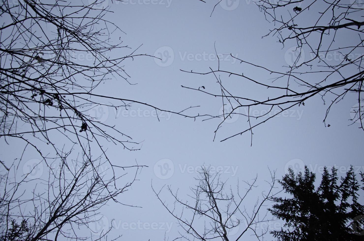 un' sfondo di spoglio ramoscelli nel un' grigio cielo foto