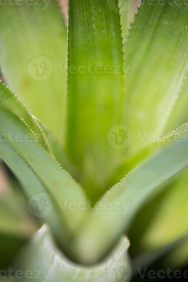 superiore visualizzazioni di ananas frutta le foglie modello a madhupur, tanga, bangladesh. foto