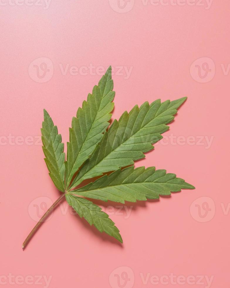 erba, cannabis, canapa, marijuana foglia su colorato sfondo. foto