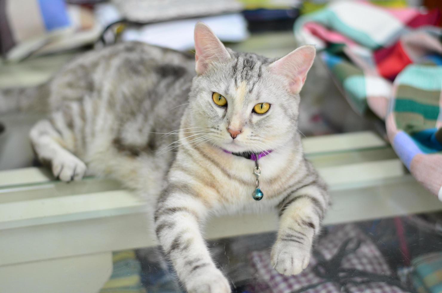 ritratto di carino un' americano capelli corti gatto con giallo occhi, Spettacoli emozione e carattere. foto