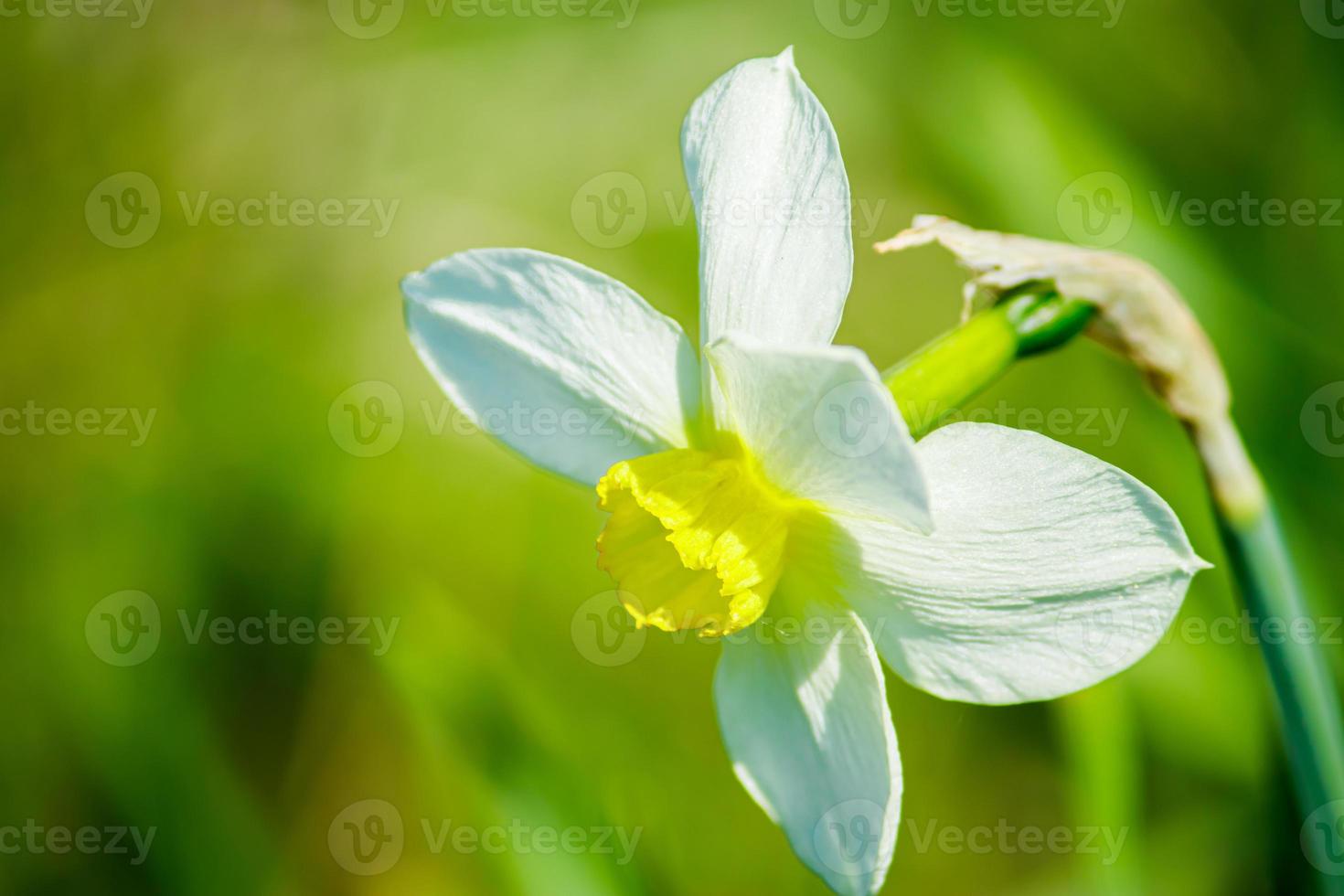 giovani narcisi bianchi in giardino. primo piano fiori primaverili al sole. foto