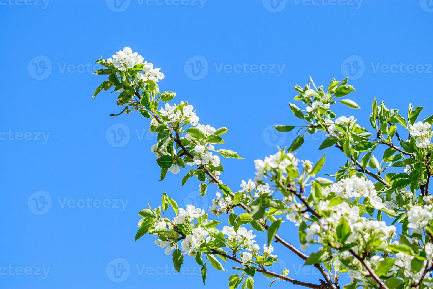 fioritura Mela albero ramo nel giardino su blu cielo sfondo. primavera ciliegia fiori vicino su. foto