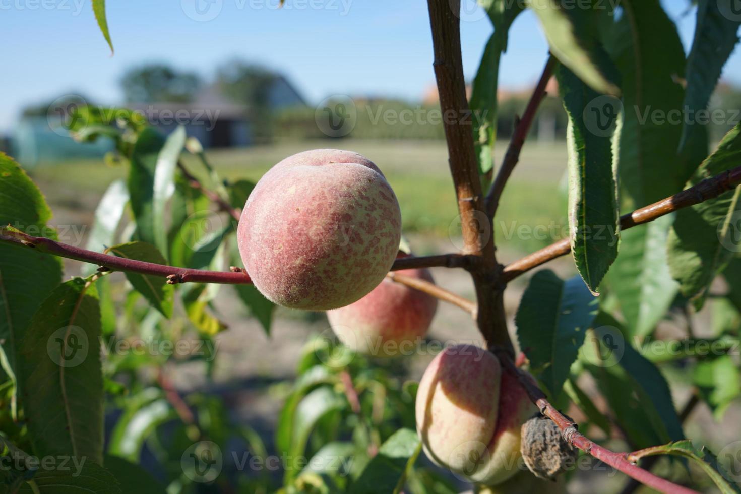 maturo Pesche su il albero. in crescita Pesche nel il giardino. foto