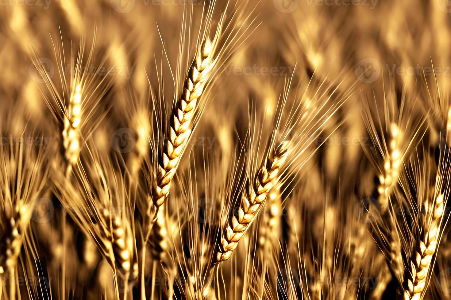 avvicinamento d'oro Grano campo, generativo ai foto