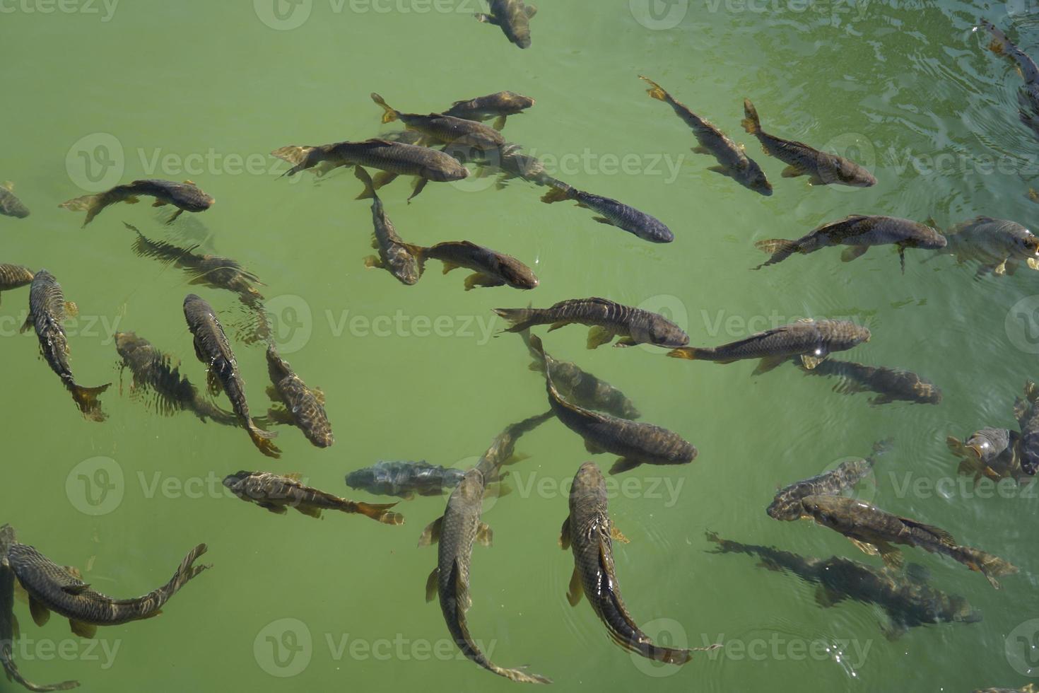 folla di pesce nuoto nel stagno - Visualizza a partire dal il sopra foto